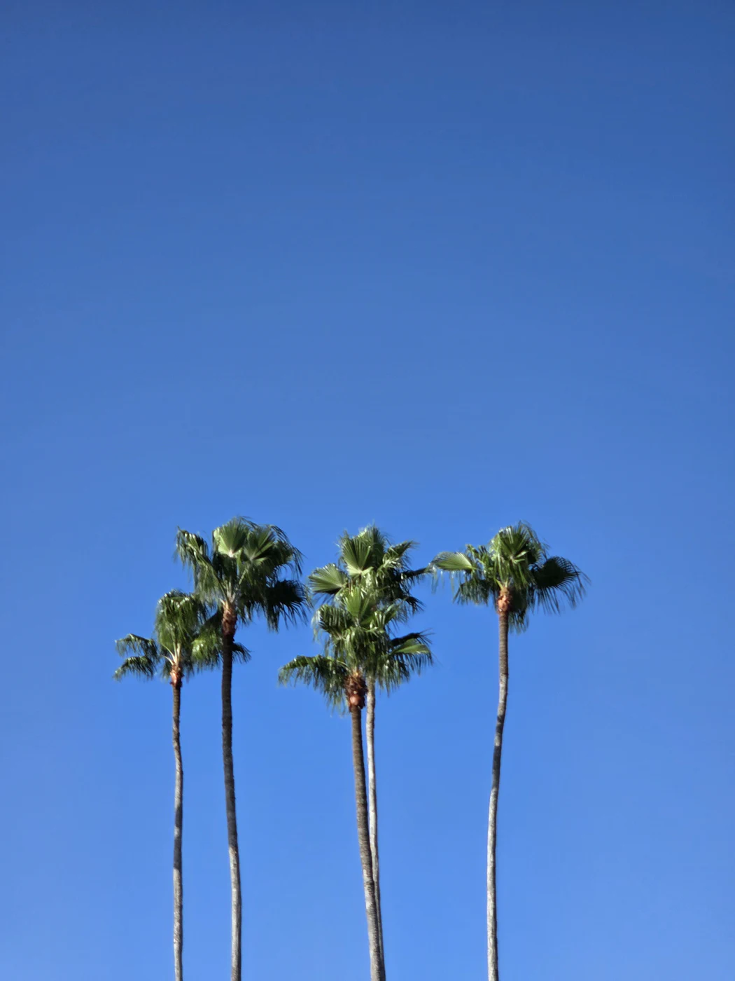 Palm trees under a clear blue sky in Orlando